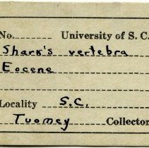 UofSC label for Elasmobranchii (indeterminate), FIC1146.