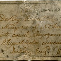 Historic specimen label for Rhynchotreta cuneata, FIC1227.