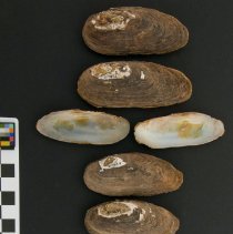 Elliptio producta, 21-463. External and internal views w/scale bar.