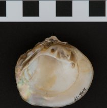 Cyclonaias pustulosa, 21-464. Internal view w/scale bar.