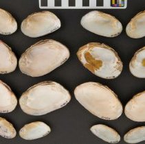 Elliptio complanata, 21-465. Internal views w/scale bar.