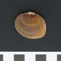Pleurobema verum, 21-469. External view w/scale bar.