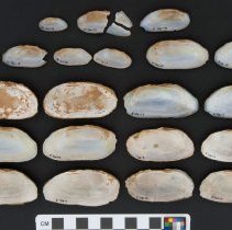 Elliptio arctata, 21-471. Internal views w/scale bar.