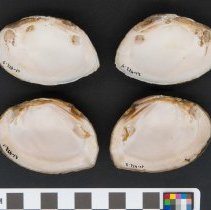 Elliptio crassidens, 21-472. Internal views w/scale bar.