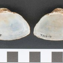 Alasmidonta undulata, 21-475.  Internal views w/scale bar.