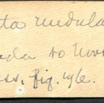 Historic Mazyck label for Alasmidonta undulata, 21-475.