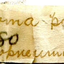 Historic Mazyck label for Chondropoma pictum, 21-480.