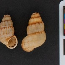 Chondropoma pictum, 21-480. Apertural and dorsal views w/ scale bar.