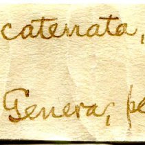 Historic Mazyck label for Cistula catenata, 21-482.