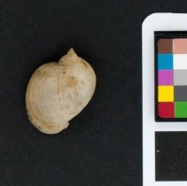 Radix auricularia, 21-490. Dorsal view w/scale bar.