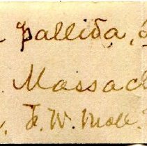 Historic Mazyck label for Amnicola pallida, 21-495.