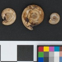 Planorbis carinatus, 21-501. Apical and basal views w/scale bar.