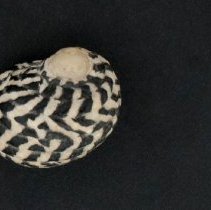 Nerita tessellata, 21-511. Dorsal view w/scale bar.