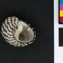 Nerita tessellata, 21-511. Apertural view w/scale bar.