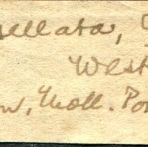 Historic Mazyck label for Nerita tessellata, 21-511.