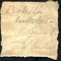 Historic label for Umbonium vestiarium, 21-514.