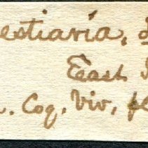 Historic Mazyck label for Umbonium vestiarium, 21-514.