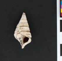 Pleurocera canaliculata, 21-517. Apertural view w/scale bar.