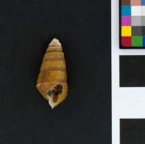 Pleurocera canaliculata, 21-518. Apertural view w/scale bar.
