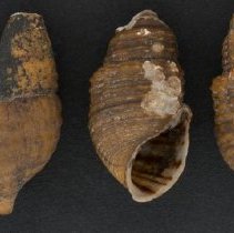 Elimia caelatura, 21-520. Dorsal and apertural views w/ scale bar.