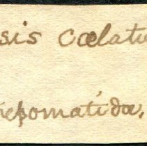 Historic Mazyck label for Elimia caelatura, 21-520.