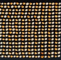 Turbinidae indeterminate, 21-521. Internal and external views w/scale bar.