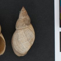 Stagnicola palustris, 21-525. Apertural and dorsal views w/scale bar.