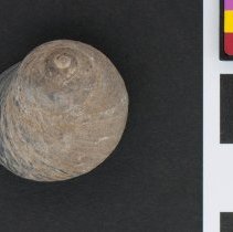 Diloma nigerrimum, 21-537. Dorsal view w/scale bar.