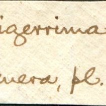 Historic Mazyck label for Diloma nigerrimum, 21-537.
