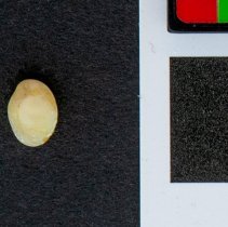 Smaragdia viridis, 21-538. Dorsal view w/scale bar.