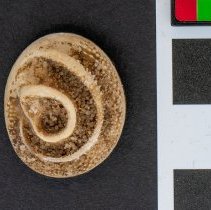 Lunella torquata, 21-539. Internal view w/scale bar.