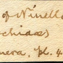 Historic Mazyck label for Lunella torquata, 21-539.