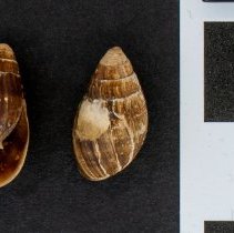 Ophicardelus ornatus, 21-541. Apertural and dorsal views w/scale bar.
