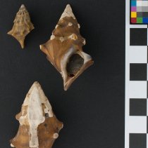 Io fluvialis, 21-526. Dorsal and apertural views w/scale bar.