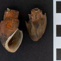 Thiara amarula, 21-529. Dorsal and apertural views w/scale bar.