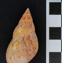 Phasianella australis, 21-530. Dorsal view w/scale bar.