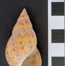 Phasianella australis, 21-530. Apertural view w/scale bar.