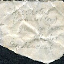 Historic label for Lithasia geniculata, 21-543.