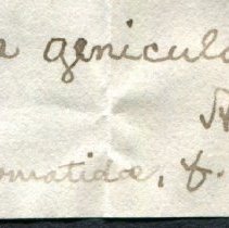 Historic Mazyck label for Lithasia geniculata, 21-543.