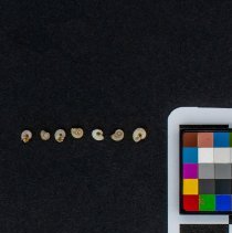 Valvata sincera, 21-547. Apical and basal views w/scale bar.