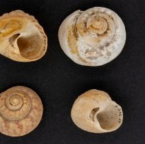 Gibbula magus, 21-555. Apertural and apical views w/scale bar.