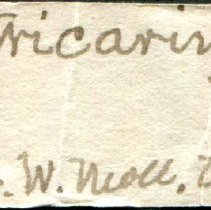 Historic Mazyck label for Valvata tricarinata, 21-567B.