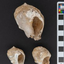 Ancillaria altile, FlC1293. Apertural view w/scale bar.