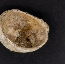 Bostrycapulus aculeatus , FlC1297. Apertural view w/scale bar.