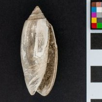 Americoliva sayana, FlC1301. Apertural view w/scale bar.