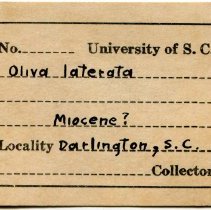 UofSC label for Americoliva sayana, FIC1301.