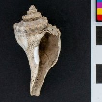 Coronafulgur coronatum , FlC1302. Apertural view w/scale bar.