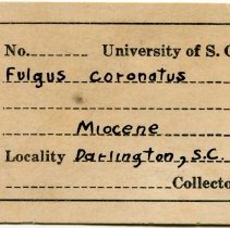 UofSC label for Coronafulgur coronatum, FIC1302.