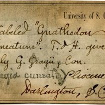 UofSC label for Rangia cuneata, FIC1314.