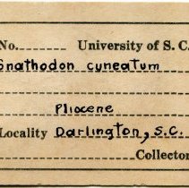 Historic UofSC label for Rangia cuneata, FIC1314.